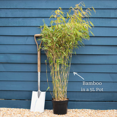 Red Bamboo | Fargesia scabrida 'Asian Wonder' Shrubs