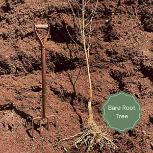 'Pink Cascade' False Acacia Tree | Robinia pseudoacacia Ornamental Trees