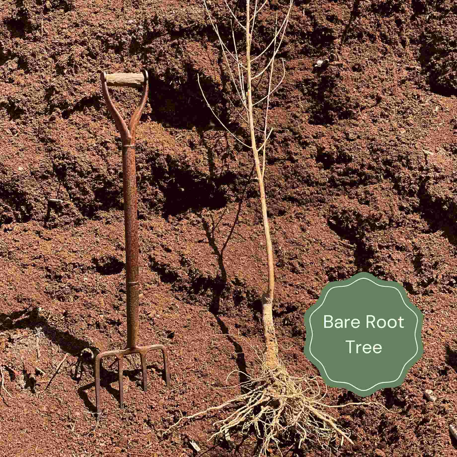 Golden False Acacia | Robinia pseudoacacia 'Frisia' – Roots Plants