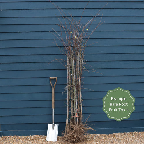 'Petite Poire' Pear Tree Fruit Trees