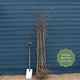 'Petite Poire' Pear Tree Fruit Trees