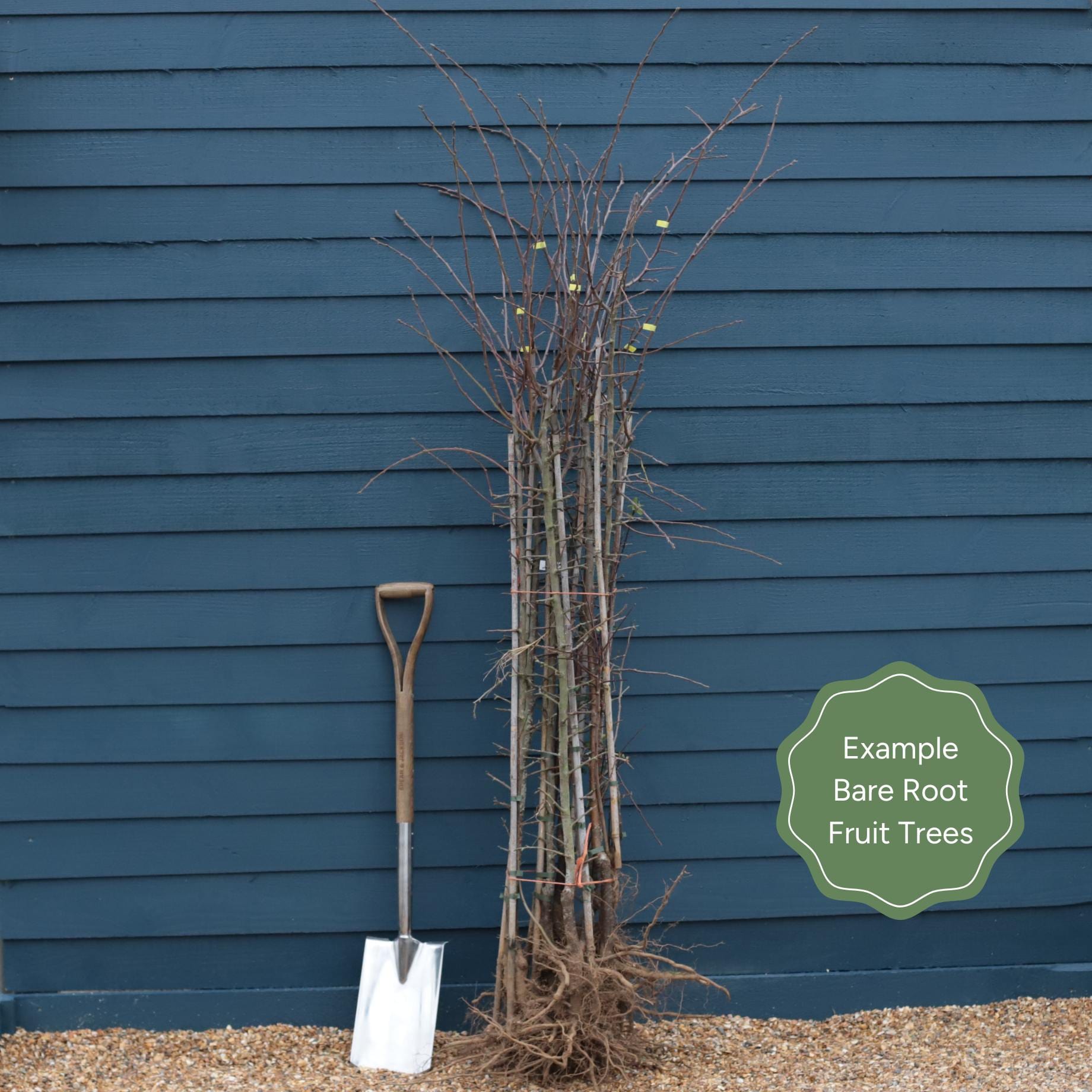 Cooking Apply Tree Cooking and Eating Apple Trees | Perfect Partners – Roots Plants