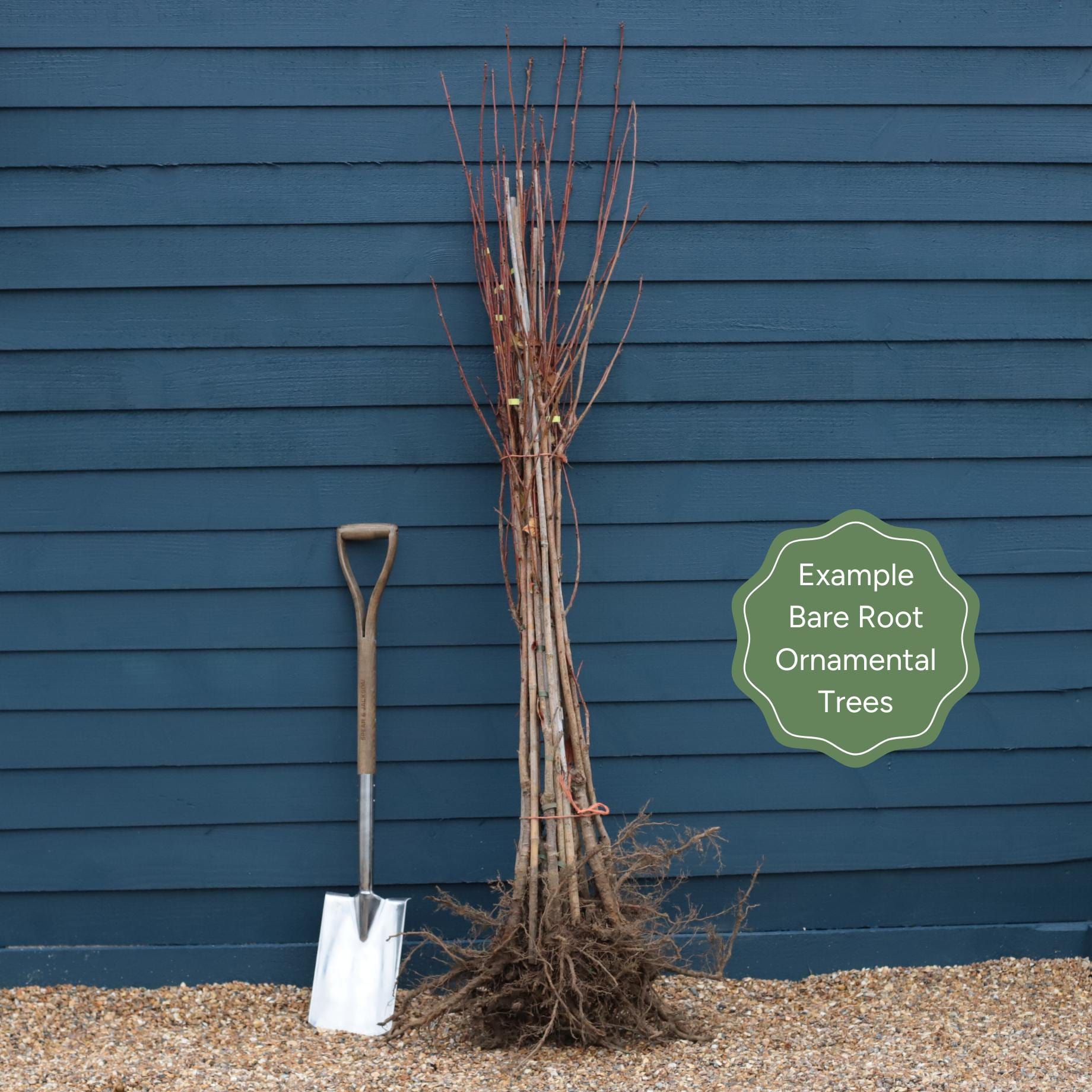 Column Cherry Tree White Columnar Cherry Blossom Tree | Prunus 'Spire' – Roots Plants