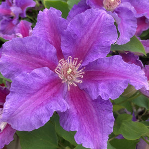 Clematis 'Baroness Fookes' Climbing Plants