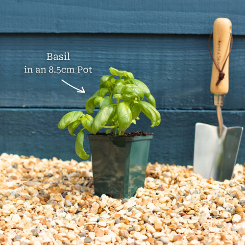 British Basil Plants Vegetables
