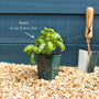 British Basil Plants Vegetables