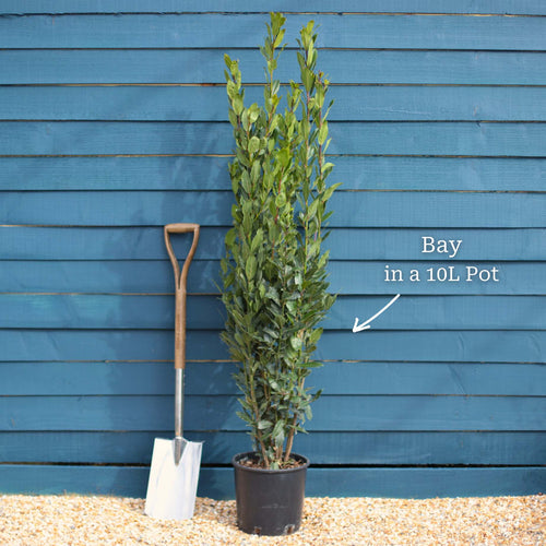Bay Laurel Tree | Laurus Nobilis Ornamental Trees