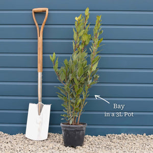 Bay Laurel Tree | Laurus nobilis Ornamental Trees
