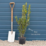 Bay Laurel Tree | Laurus nobilis Ornamental Trees