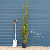 Bay Laurel Tree | Laurus nobilis Ornamental Trees