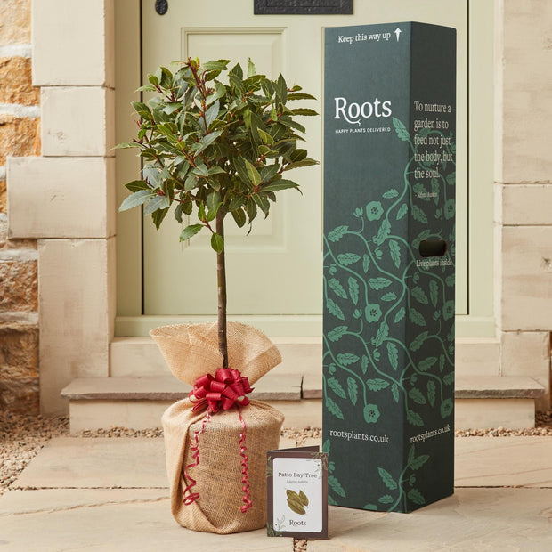 The Patio Bay Tree Gift Gift Option