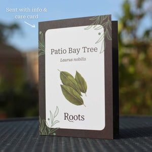 Patio Bay Tree Gift Gift Option