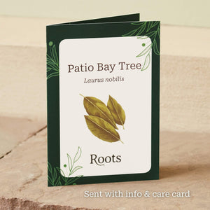 The Patio Bay Tree Gift Gift Option