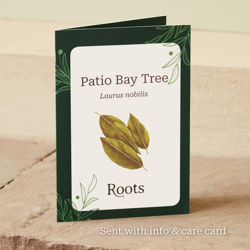 The Patio Bay Tree Gift Gift Option