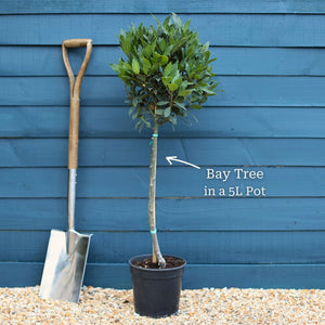 Bay Laurel Tree | Laurus nobilis Ornamental Trees