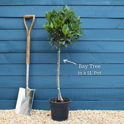 Bay Laurel Tree | Laurus nobilis Ornamental Trees