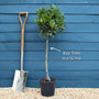 Bay Laurel Tree | Laurus nobilis Ornamental Trees