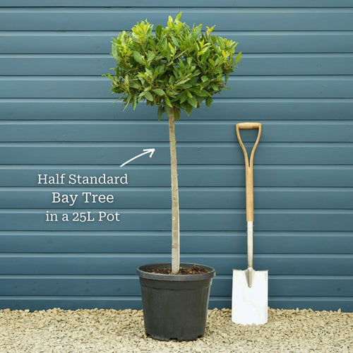 Bay Laurel Tree | Laurus nobilis Ornamental Trees