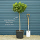 Bay Laurel Tree | Laurus nobilis Ornamental Trees