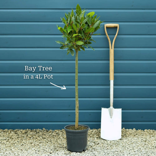 Bay Laurel Tree | Laurus nobilis Ornamental Trees