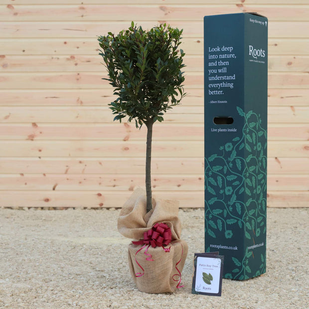 Patio Bay Tree Gift Gift Option