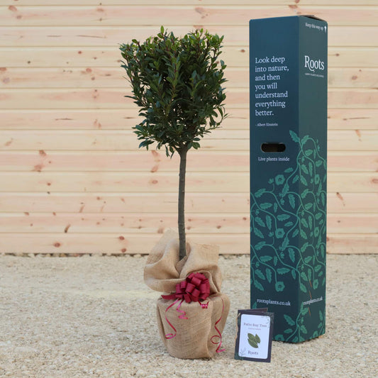 Patio Bay Tree Gift Gift Option