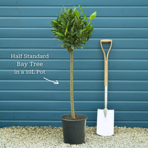 Bay Laurel Tree | Laurus nobilis Ornamental Trees