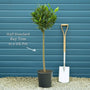 Bay Laurel Tree | Laurus nobilis Ornamental Trees
