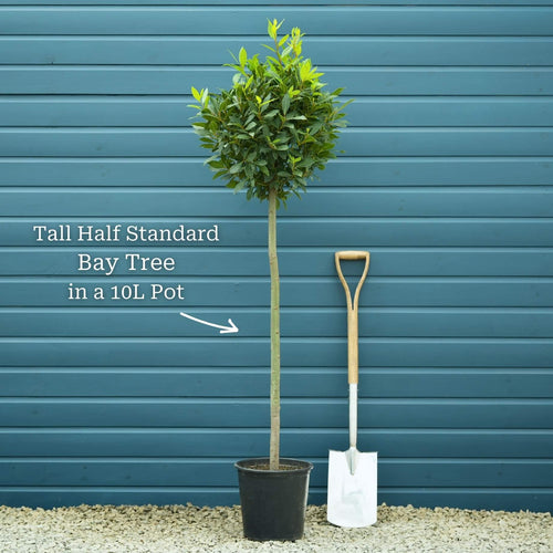 Bay Laurel Tree | Laurus nobilis Ornamental Trees