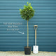 Bay Laurel Tree | Laurus nobilis Ornamental Trees