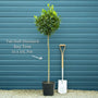 Bay Laurel Tree | Laurus nobilis Ornamental Trees