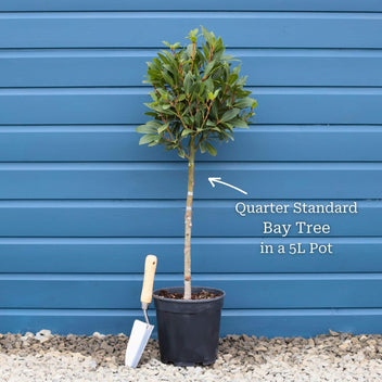 Bay Laurel Tree | Laurus nobilis – Roots Plants