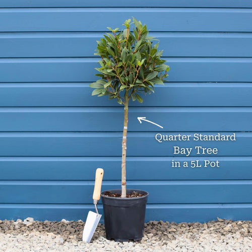 Bay Laurel Tree | Laurus nobilis Ornamental Trees