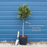 Bay Laurel Tree | Laurus nobilis Ornamental Trees