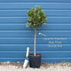 Bay Laurel Tree | Laurus nobilis Ornamental Trees