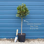 Bay Laurel Tree | Laurus nobilis Ornamental Trees
