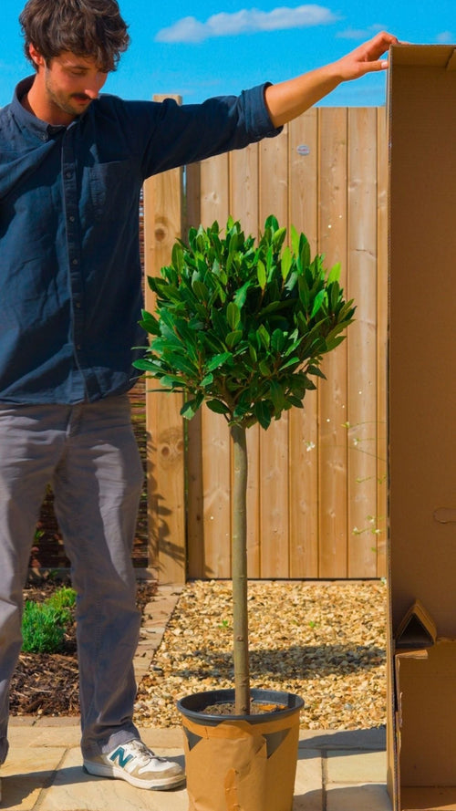Why choose a Roots bay tree?