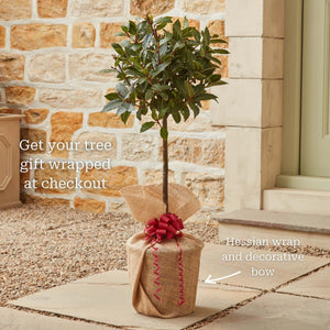 Bay Laurel Tree | Laurus nobilis Ornamental Trees