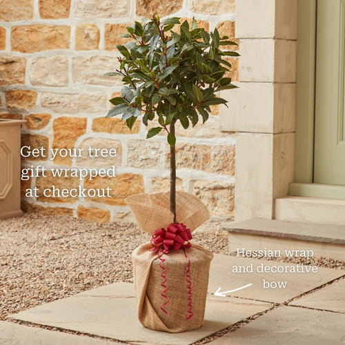 Bay Laurel Tree | Laurus nobilis Ornamental Trees