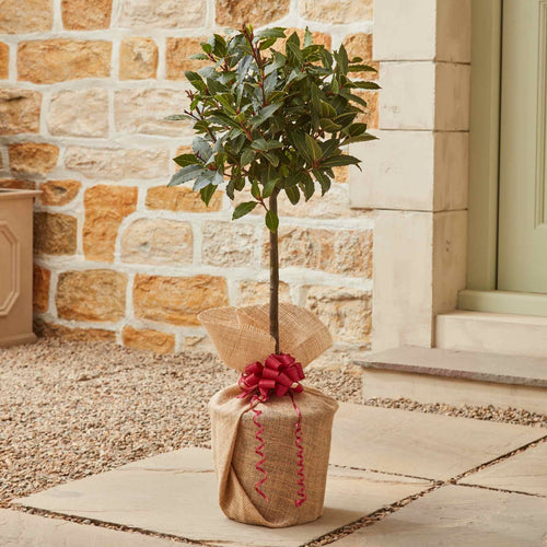 The Patio Bay Tree Gift Gift Option