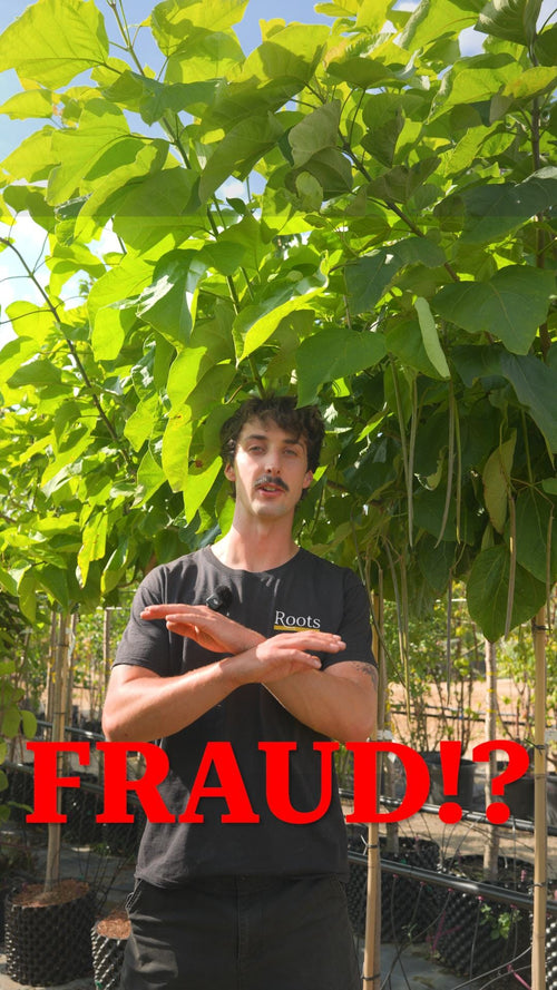 Is this tree a fraud?!
