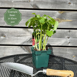 'Canadian Wonder' Dwarf French Bean Plant Vegetables