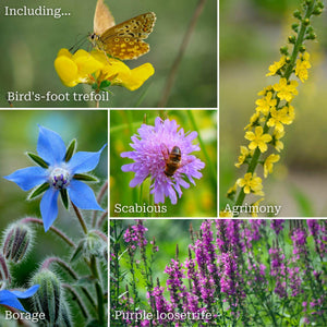Bee & Butterfly Friendly Wildflower Meadow Plants Perennial Bedding