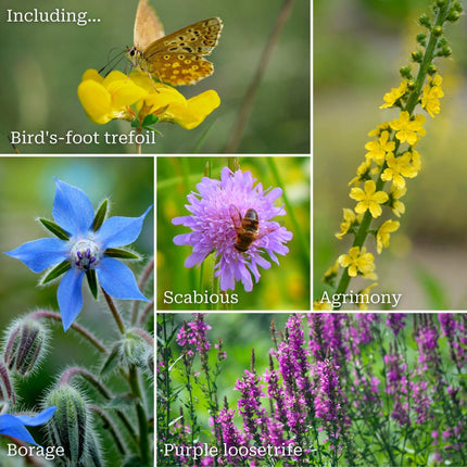 Bee & Butterfly Friendly Wildflower Meadow Plants Perennial Bedding