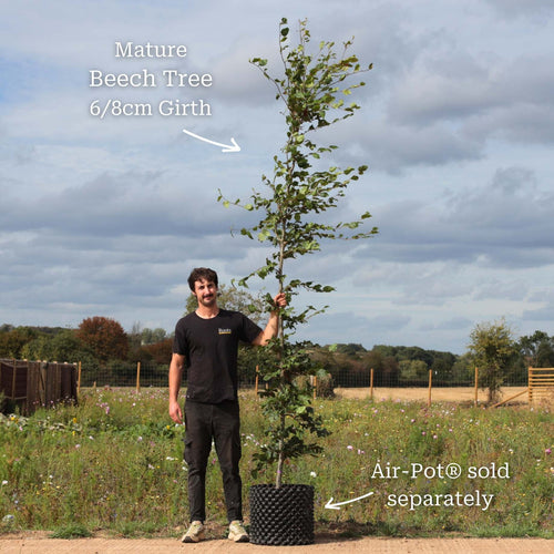 Beech Hedging | Fagus sylvatica Shrubs