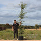 Beech Hedging | Fagus sylvatica Shrubs