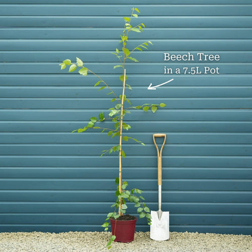 Weeping Purple Beech Tree | Fagus sylvatica 'Purpurea Pendula' Ornamental Trees