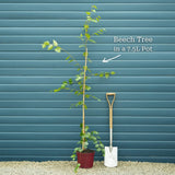Weeping Purple Beech Tree | Fagus sylvatica 'Purpurea Pendula' Ornamental Trees