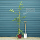 Weeping Purple Beech Tree | Fagus sylvatica 'Purpurea Pendula' Ornamental Trees