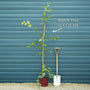 Weeping Purple Beech Tree | Fagus sylvatica 'Purpurea Pendula' Ornamental Trees